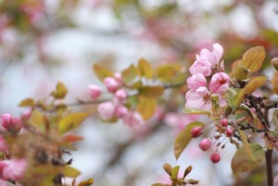 Close-up of pink flowers on branch