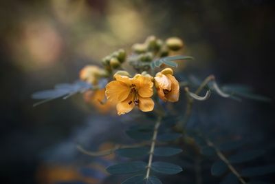 Close-up of yellow flowering plant