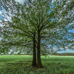 Trees on grassy field