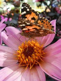 Close-up of butterfly pollinating flower