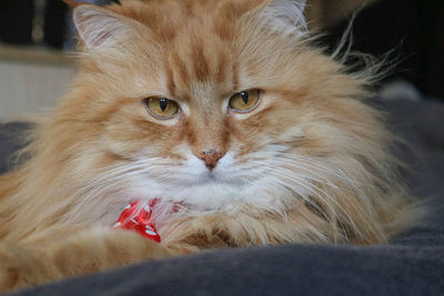 Close-up of cat