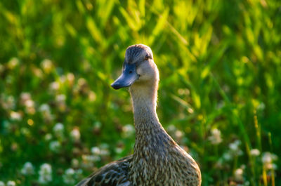 Close-up of duck