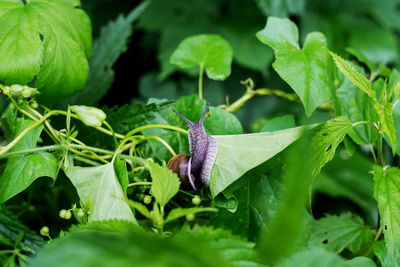 Close-up of snail on plants