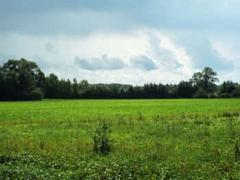 Scenic view of field against sky