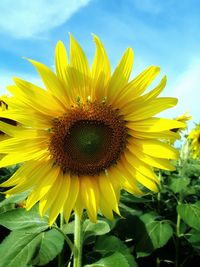 Close-up of yellow sunflower against sky