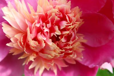 Close-up of pink flowers