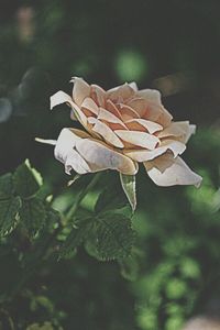 Close-up of flowers