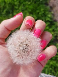 Close-up of hand holding pink flower