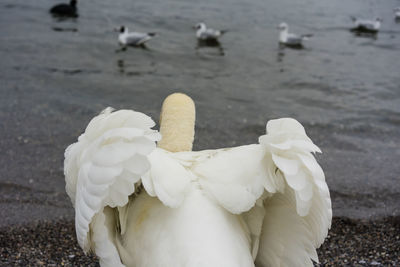 Close-up of seagull flying over sea