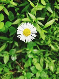 Close-up of white daisy flower