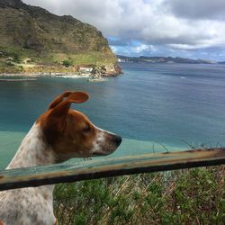 Close-up of dog by sea against sky