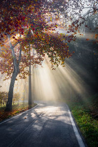 Road amidst trees during autumn