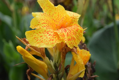 Close-up of yellow flowers