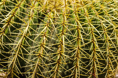 Close-up of small cactus