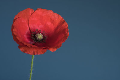 Close-up of red poppy blooming against clear sky