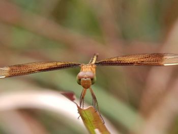 Close-up of dragonfly on plant