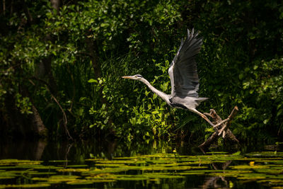  view of gray heron flying over lake