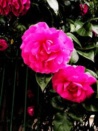 Close-up of pink rose blooming outdoors