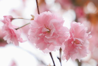 Close-up of pink cherry blossoms