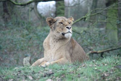 View of a lioness sitting on land