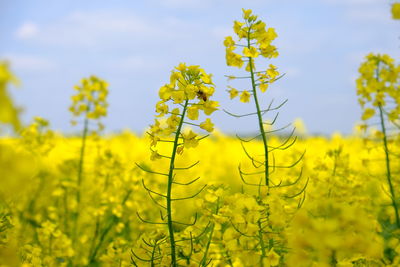 Scenic view of oilseed rape field against sky