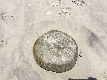 High angle view of shell on beach