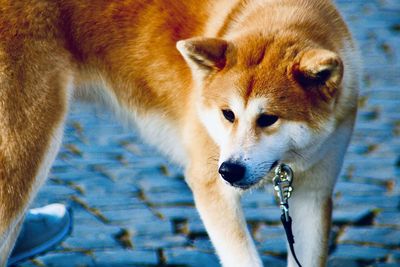 Close-up of a dog looking away