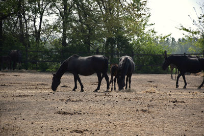 Horses grazing in a field