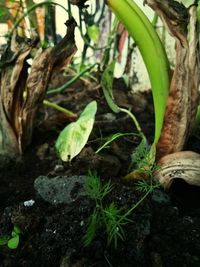 Close-up of fresh green plant