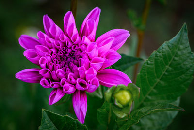 Close-up of pink dahlia flower