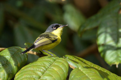 Close-up of bird on leaf