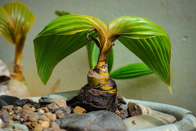 Close up of coconut bonsai