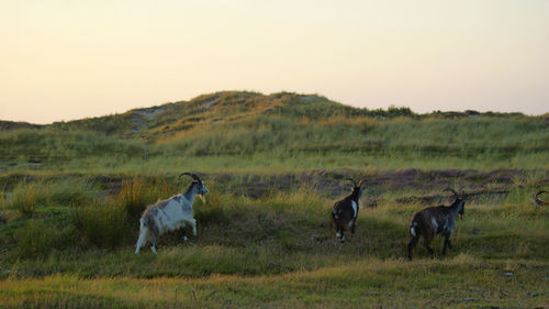 Horses on field against sky