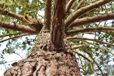 Low angle view of tree against sky