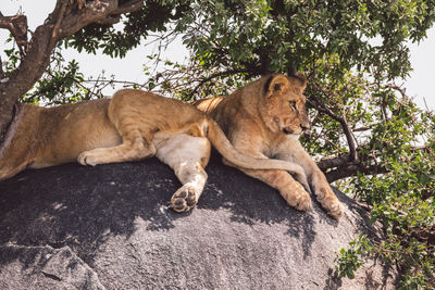 Lion cubs on a rock