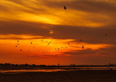 Flock of birds flying in sky during sunset