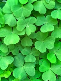 Full frame shot of green leaves