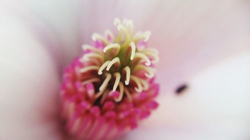 Close-up of pink flower