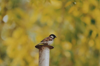 Close-up of bird perching on wood