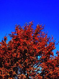 Low angle view of trees against blue sky