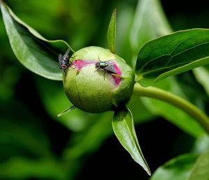 Closeup of closed peony flower with fly and green foliage