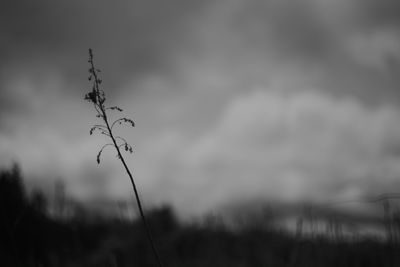 Close-up of plant growing on field