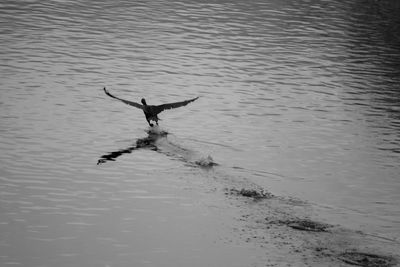 View of birds in water