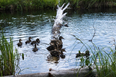Duck swimming in lake