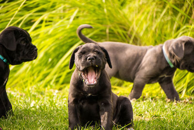 Dog on grass