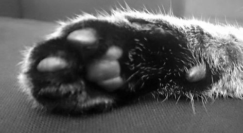 Close-up of a dog