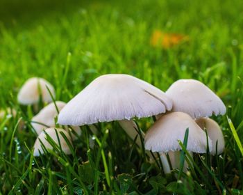 Close-up of mushrooms growing on field