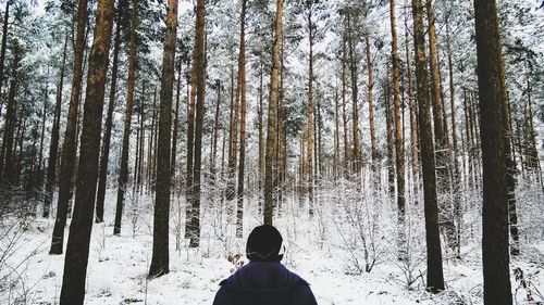 Snow covered trees in forest