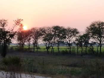 Trees on field against sky during sunset