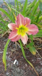 Close-up of pink flower